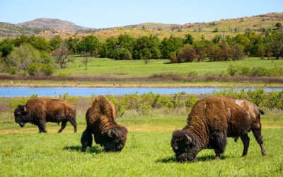 Wild_Life_Refuge