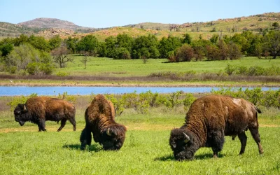 Wild_Life_Refuge Wild_Life_Refuge